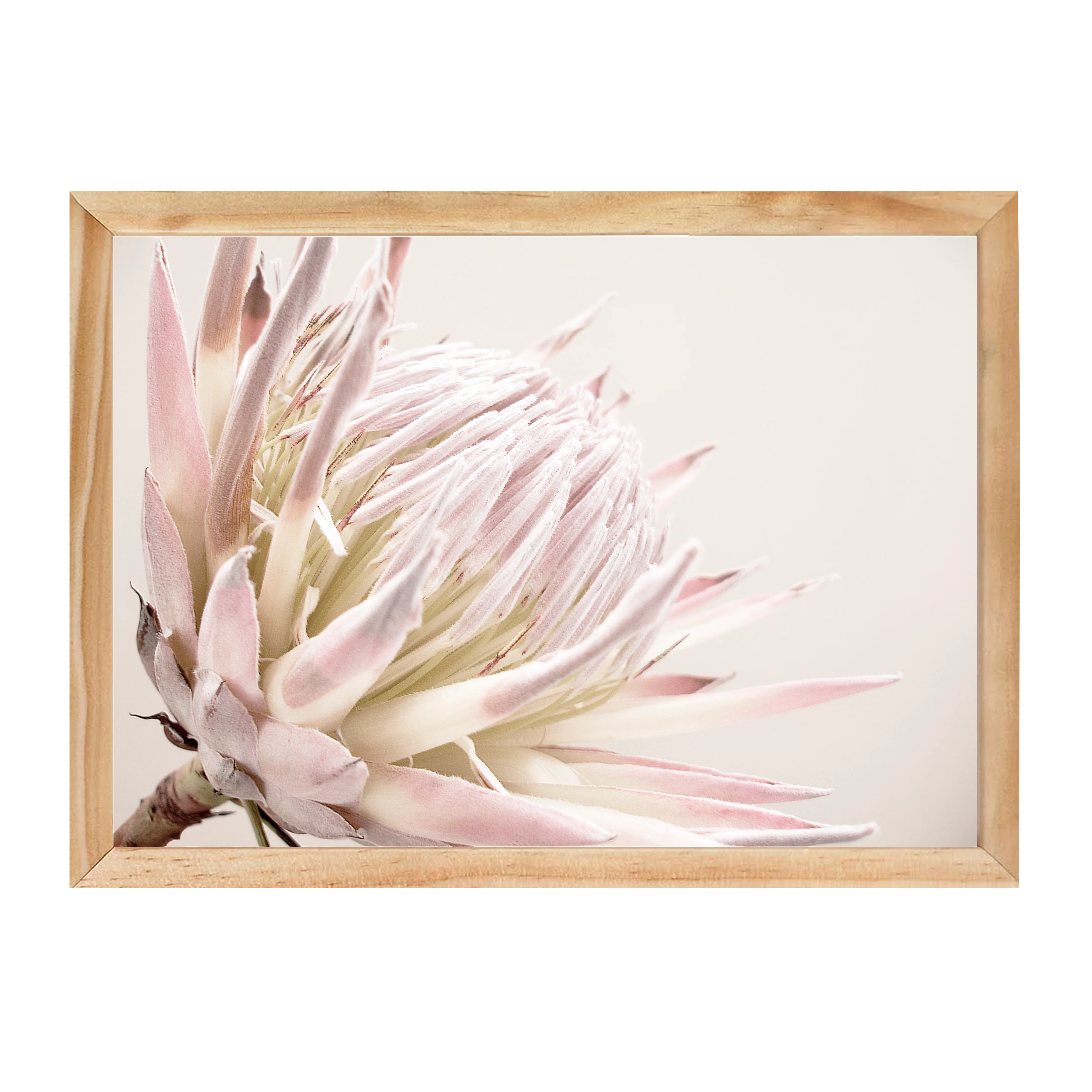 ISLA PROTEA PRINT - Image 14