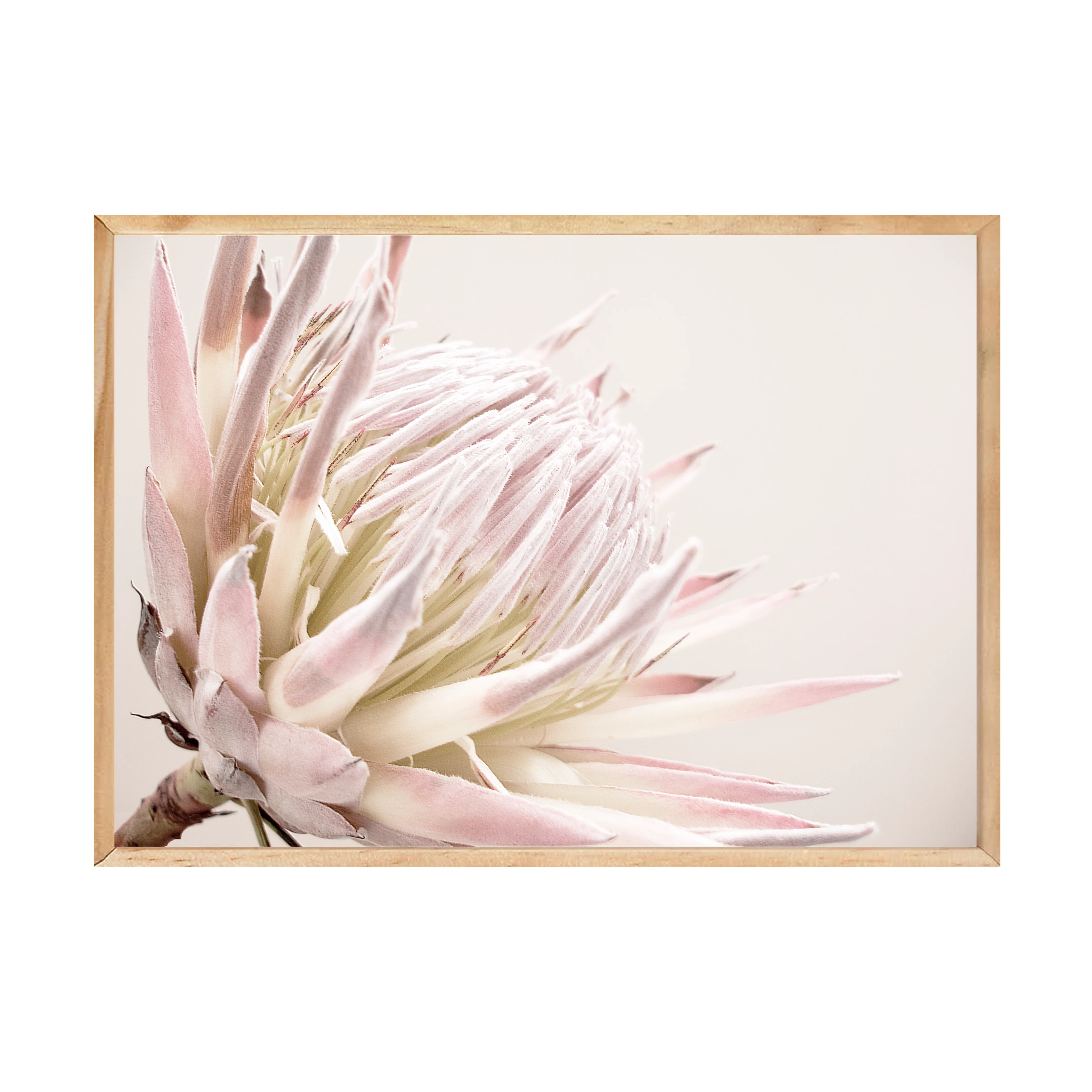 ISLA PROTEA PRINT - Image 7