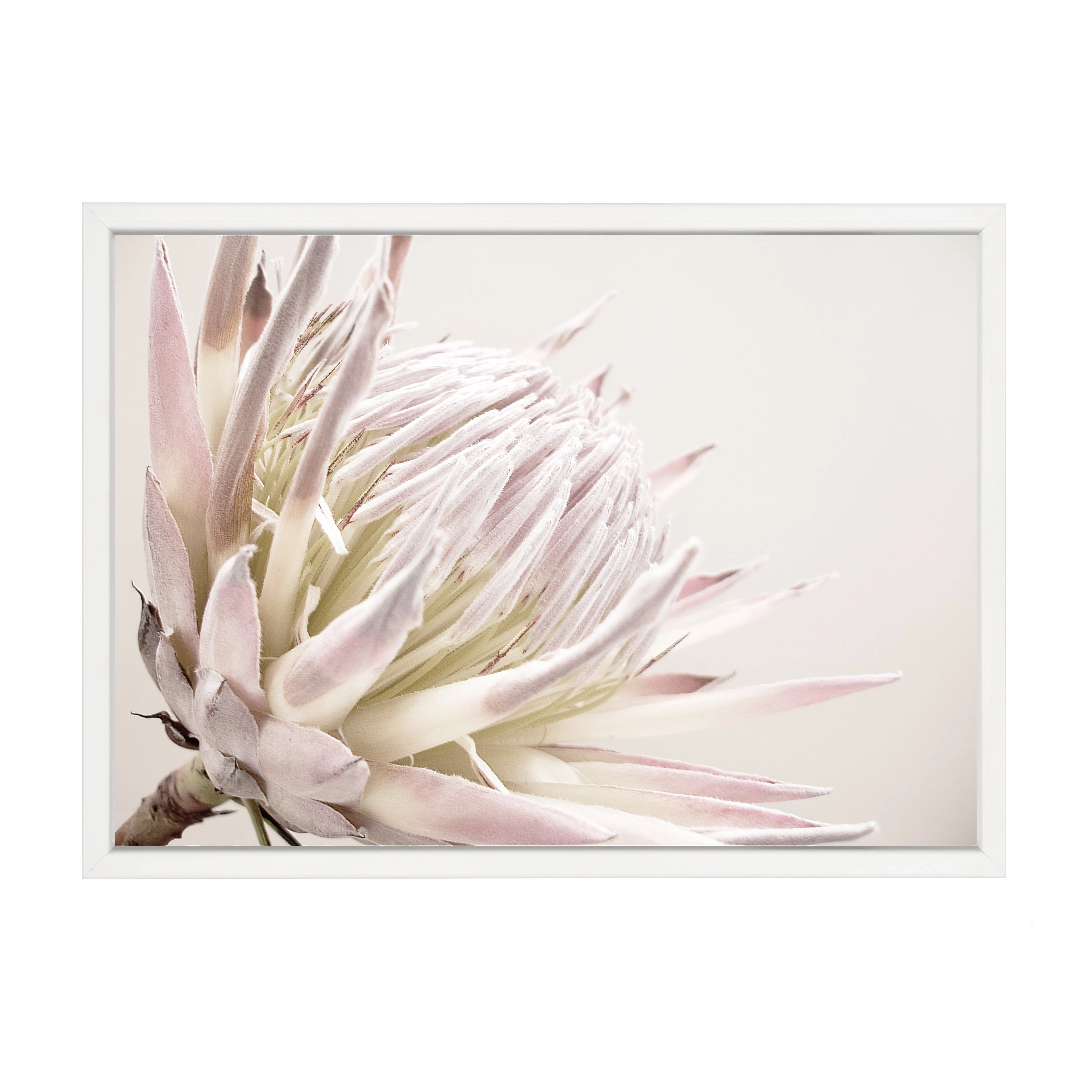 ISLA PROTEA PRINT - Image 9